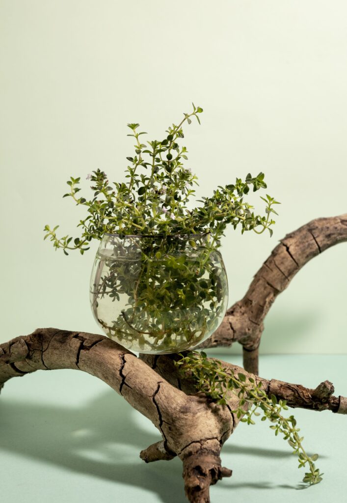 Растения в прозрачном горшке, стоящем на ветках дерева и держащем равновесие