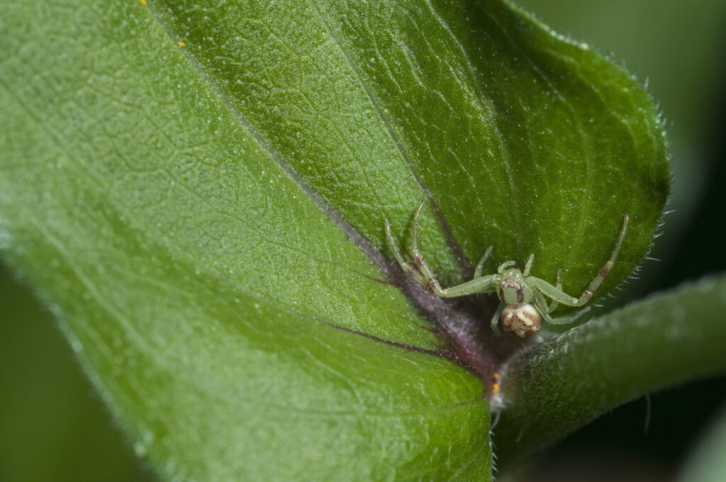 Зелёный паук на листе