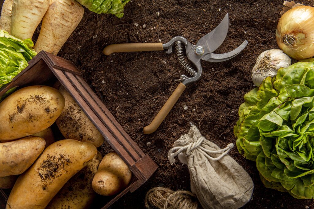 Урожай картофеля и капусты на земле рядом с садовым инструментом